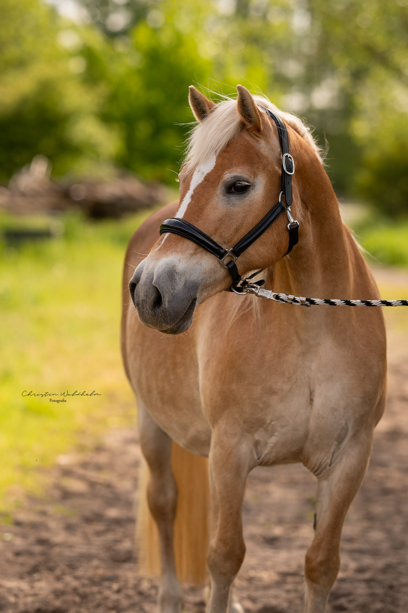 Zuchtstuten und Fohlen vom Haflingerhof Kolberg