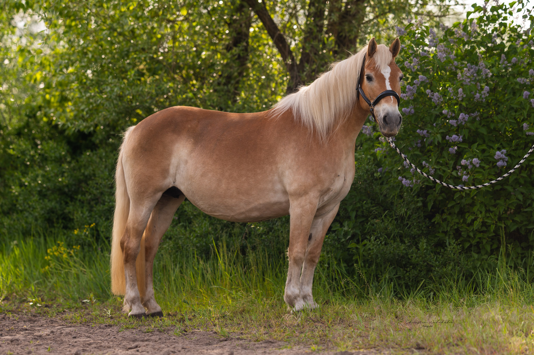 Zuchtstuten und Fohlen vom Haflingerhof Kolberg